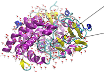 2009年5月HJC黄金城平台参加了上海国际蛋白质及多肽产业博览会