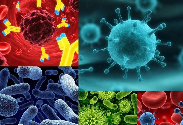 原位杂交技术的基本流程有哪些？