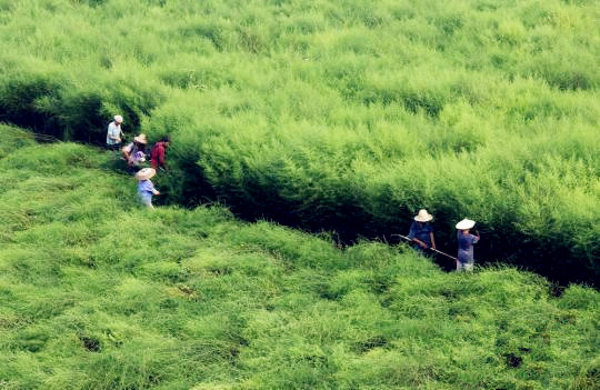 国内青蒿素产业现状：难觅国内药企身影