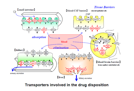 药物转运体在药物吸收、分布、代谢、排泄中的作用