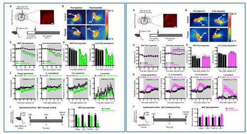 对神经元的激活会减少棕色脂肪产能，减少身体活动，从而抑制能量的消耗；相反，抑制神经元会提高能量的消耗。