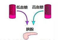 调节血糖稳态，GK负重前行