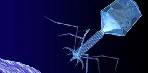 噬菌体疗法、溶瘤病毒，以及构建细胞表达载体的病毒转染因子等都体现出病毒对人类善良温和的一面