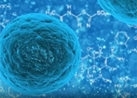 攻克三阴性乳腺癌，蜜蜂毒液竟是关键？