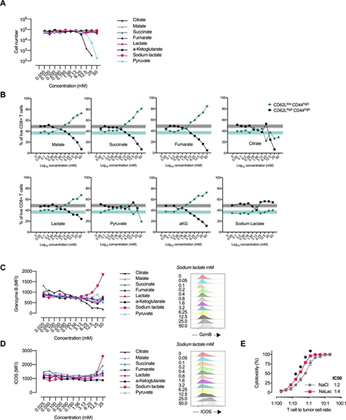 中央碳代谢物会改变CD8 + T细胞效应子的分布（来源：e Life）