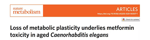在线虫和人类原代细胞中，当在其寿命晚期提供二甲双胍时，二甲双胍会缩短寿命，这与二甲双胍在年轻生物体中的积极作用相反。