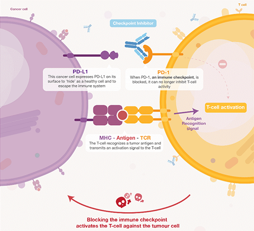 饿了吗？饿一饿原来可以辅助PD-1抑制剂肿瘤免疫治疗 