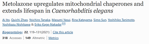 来自日本大阪市立大学的科学家搜索了现有药物的化学“文库”，他们发现一种名为美托拉宗的抗高血压药可延长秀丽隐杆线虫的寿命，标志着抗衰老药物开发的第一步