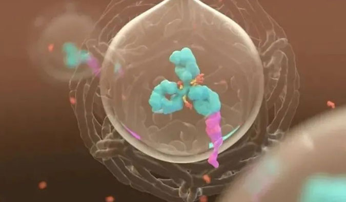 美研 | ADC，为靶向给药而精准深耕