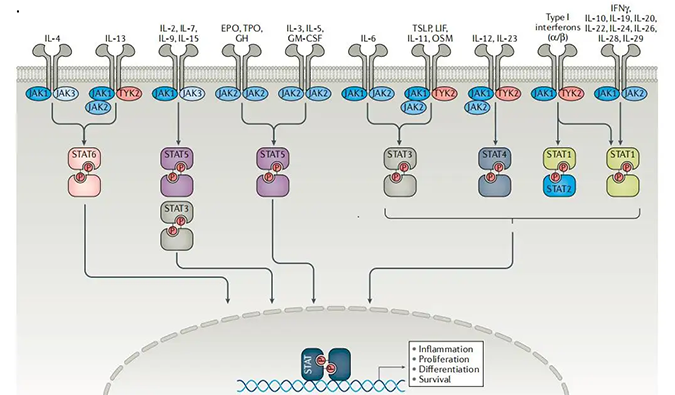 精准建模，把握解开自身免疫性疾病治疗研究的钥匙