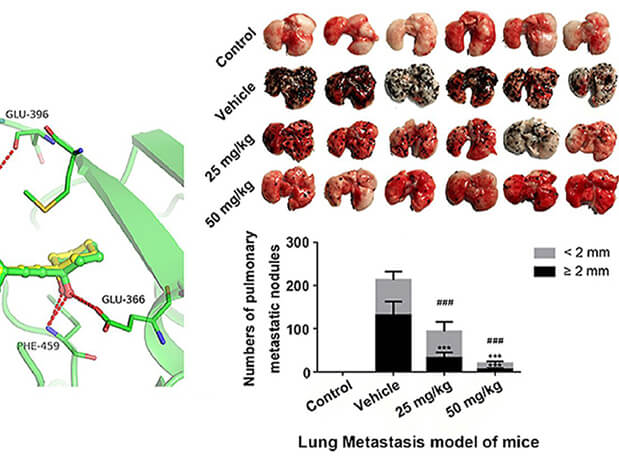 研究用于肺癌和黑色素瘤细胞肺转移的选择性PAK4抑制剂的合成，此选择性PAK4抑制剂的PK研究通过HJC黄金城平台进行