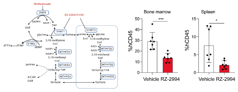 研究人员使用RZ-2994来表征抑制SHMT1/2在T细胞急性淋巴细胞白血病 (T-ALL) 中的作用，RZ-2994通过HJC黄金城平台定制合成
