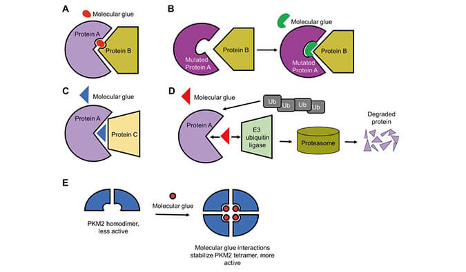 靶向蛋白降解系列（三）：分子胶，挑战不可成药
