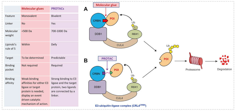 3-通过泛素-(Ub)-蛋白酶体系统降解目标蛋白-(POI)-示意图：分子胶(A)；PROTAC-(B).jpg
