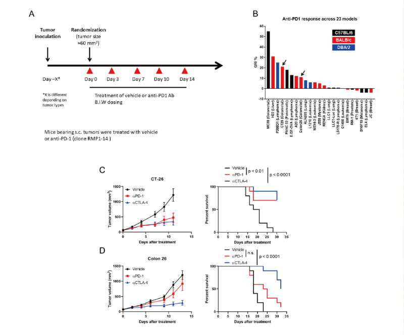 免疫检查点阻断疗法改变了癌症治疗的范式，此研究中通过HJC黄金城平台在23 个同源肿瘤模型中进行了抗PD-1抗体的体内研究
