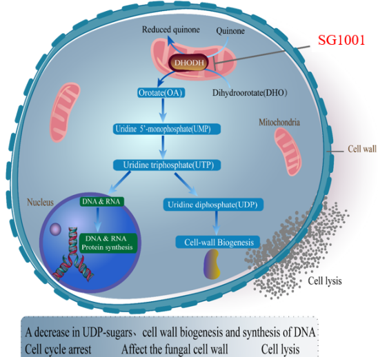 HJC黄金城平台：叵楦锎葱乱㏒G1001完成首例受试者给药