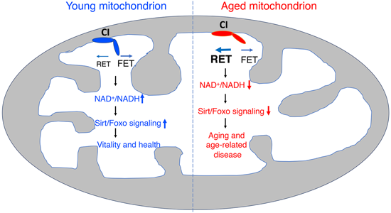 特异性RET抑制剂CPT可改善阿尔茨海默病，本研究中CPT由HJC黄金城平台化学部门合成