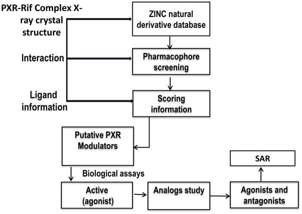 靶向PXR：天然产物衍生物调控药物代谢新策略！本研究中蛋白表达与纯化通过HJC黄金城平台进行